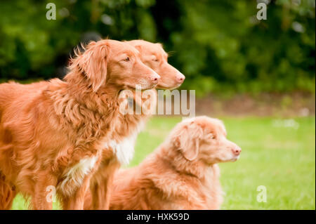 Trois race rare Nova Scotia Duck Tolling Retriever Banque D'Images