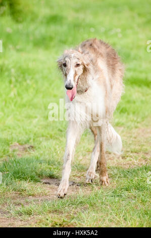 Wolfhound barzoï russe élégant par striding un pré herbeux Banque D'Images