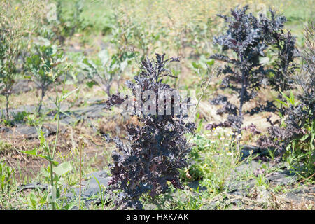 Kale violet growing in field Banque D'Images