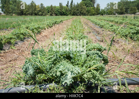 Rangées de choux verts frisés poussant dans un champ Banque D'Images