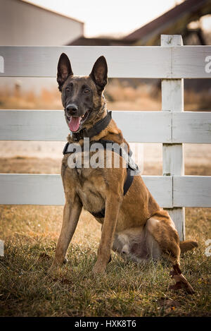 Belgian malinois chien assis en face d'une clôture blanche Banque D'Images