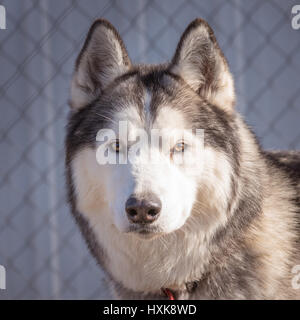 Chien Husky Sibérien de près, portrait Banque D'Images