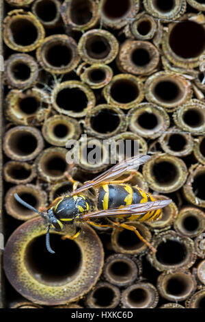 Wasp sur un homme fait insect house. Banque D'Images