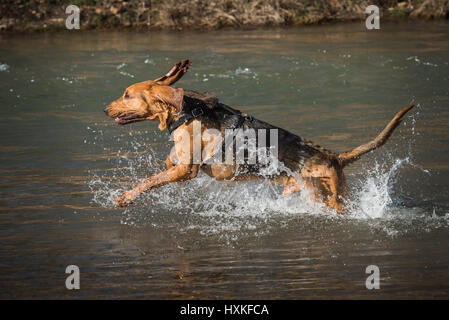 Limier chien qui court dans l'eau Banque D'Images