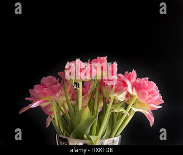 Bouquet de tulipes de couleur rose sur fond noir Banque D'Images