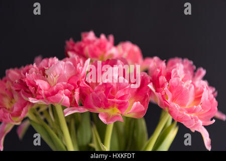 Bouquet de tulipes de couleur rose sur fond noir Banque D'Images