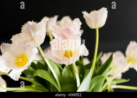 Fleurs disposés au hasard tulipe blanche avec fond sombre Banque D'Images