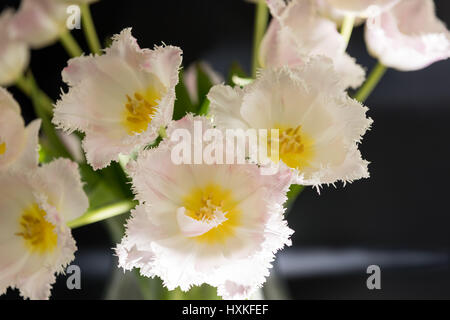 Fleurs disposés au hasard tulipe blanche avec fond sombre Banque D'Images