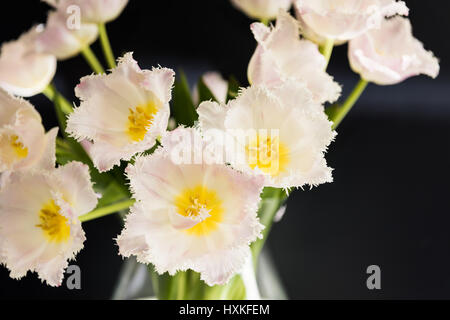 Fleurs disposés au hasard tulipe blanche avec fond sombre Banque D'Images