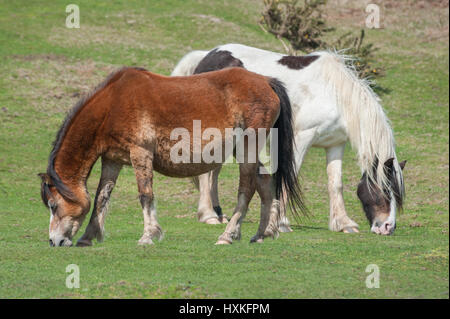 Deux poneys welsh itinérance libre pâturage sur les landes Banque D'Images