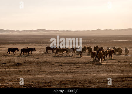 Les chevaux sauvages courir à travers les steppes du désert de Gobi en Mongolie méridionale. Banque D'Images