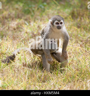 Singe écureuil d'Amérique du Sud (Saimiri sciurus) mère allaitant bébé en Équateur Banque D'Images