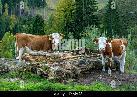 Les bovins (Bos primigenius taurus), les bovins Fleckvieh, les jeunes animaux au pâturage, Aggenalm, montagnes, Mangfall Sudelfeld Banque D'Images