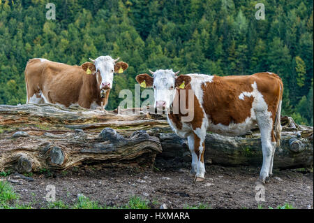 Les bovins (Bos primigenius taurus), les bovins Fleckvieh, les jeunes animaux au pâturage, Aggenalm, montagnes, Mangfall Sudelfeld Banque D'Images