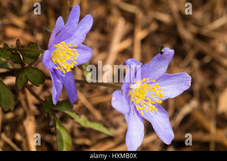 Les fleurs du printemps de l'attrayant formulaire sélectionné de l'anémone des bois Anemone nemorosa, 'Mart's Blue' Banque D'Images