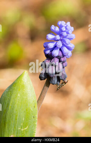 Deux tons de bleu clair et foncé fleur de la floraison au début du printemps, de l'ampoule Muscari latifolium Banque D'Images