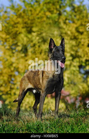 Belgian Malinois Banque D'Images