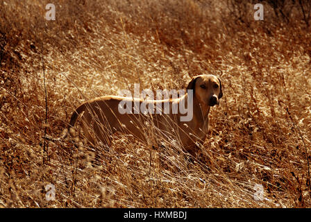 Le Rhodesian Ridgeback Banque D'Images