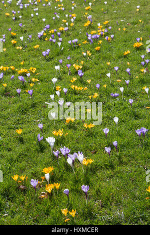 Blühende Krokus auf einer Wiese im Frühling | crocus Floraison sur une prairie au printemps Banque D'Images