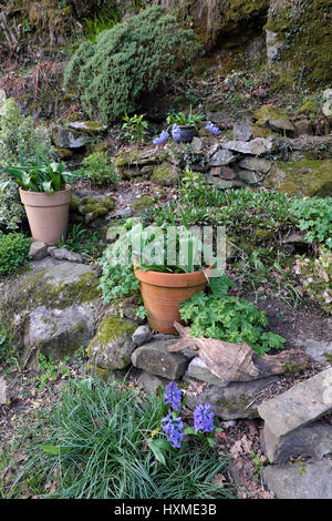 Bulbes de tulipes sur le point d'éclater en fleurs en pots de terre cuite et de jacinthes mauve en mars dans un jardin de printemps Carmarthenshire Wales UK KATHY DEWITT Banque D'Images