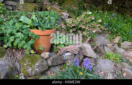 Tulipes en pots de terre cuite, de pourpre et de jacinthes hellebore poussant dans un jardin de rocaille rocaille en pente au printemps Carmarthenshire Wales UK KATHY DEWITT Banque D'Images