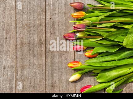 Belles tulipes colorées sur un fond de bois Banque D'Images