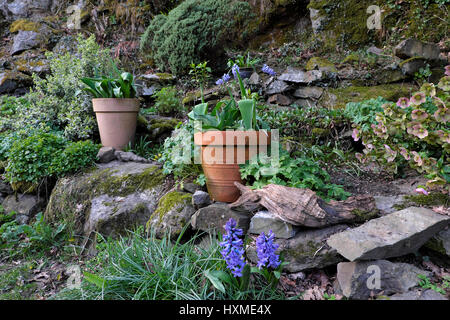 Tulipes en pots de terre cuite et de jacinthes violettes poussant dans un jardin de rocaille rocaille en pente au printemps Carmarthenshire Wales UK KATHY DEWITT Banque D'Images