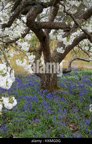 Grape hyacinth Muscari armeniacum} {la floraison dans le cadre de jardin Japanese flowering cherry tree (Prunus shirotae) UK Banque D'Images