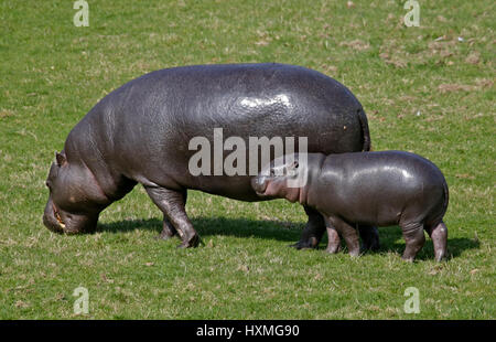 La mère et le bébé hippopotame pygmée (hexaprotodon liberiensis Banque D'Images