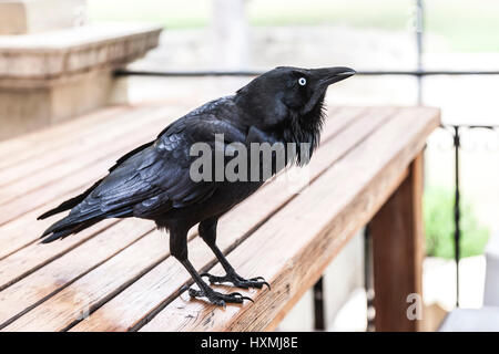 Australian Raven. Corvus coronoides, Cottesloe, Perth, Australie occidentale Banque D'Images