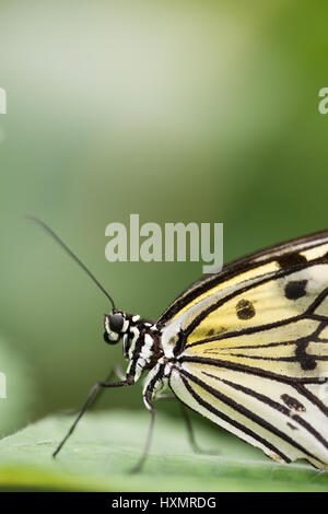 Papillon : Nymphe arbre blanc. Idea Leuconoe. Banque D'Images