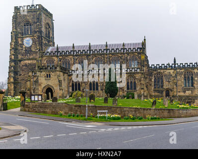 Saint Mary's église gothique médiévale Kirkgate Thirsk North Yorkshire Angleterre UK avec la tour construite en 1450 au printemps avec la floraison des jonquilles Banque D'Images