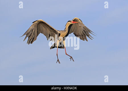 Héron cendré en vol à Pont de Gau Camargue France Banque D'Images