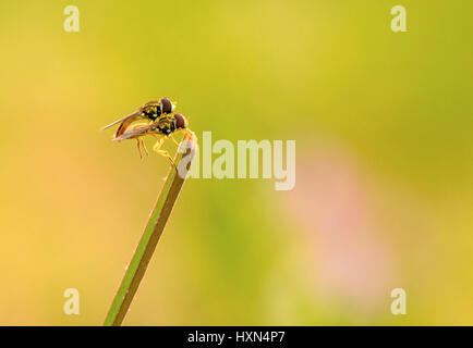 Une paire d'accouplement robberfly sur un brin d'herbe Banque D'Images