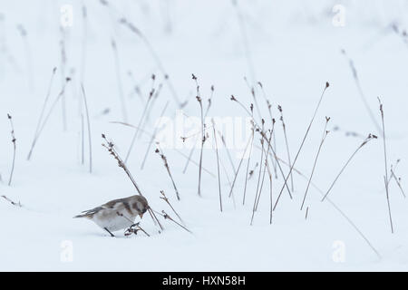 Bruant des neiges (Plectrophenax nivalis) femmes dans paysage de neige, en se nourrissant de graines de rush. Le Parc National de Cairngorms, en Écosse. Février. Banque D'Images