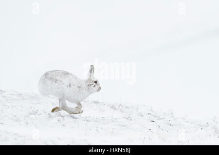 Lièvre variable (Lepus timidus) en manteau d'hiver, en marche à travers la neige domaine. Le Parc National de Cairngorms, en Écosse. Février. Banque D'Images