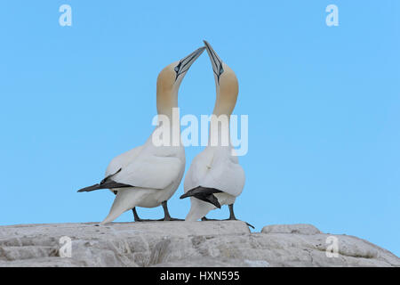 Paire de fous de bassan (Morus bassanus) dans la "loi" d'affichage de message d'escrime. L'île de Great Saltee, Co Wexford, Irlande. Avril. Banque D'Images