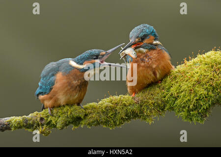 Kingfisher (Alcedo atthis commun) d'alimentation d'adultes de sexe masculin à part entière récemment des chevreaux. Worcestershire, Angleterre. Mai. Banque D'Images