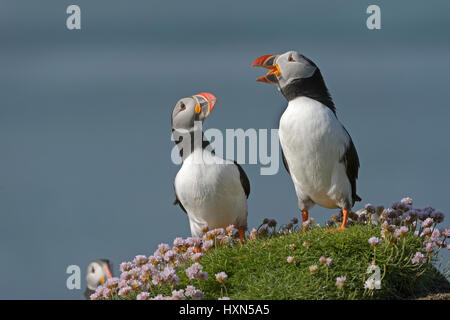 Macareux moine (Fratercula arctica) paire adultes dans la cérémonie de vœux à la colonie de reproduction. Île de Lunga, Treshnish Isles, en Écosse. De juin. Banque D'Images