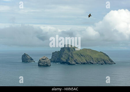 Île de Boreray, Stac Stac Lee et un Armin dans l'archipel de Saint Kilda, vu de hirta. Ou "grand labbe Stercorarius skua bonxie" (en vol) Banque D'Images