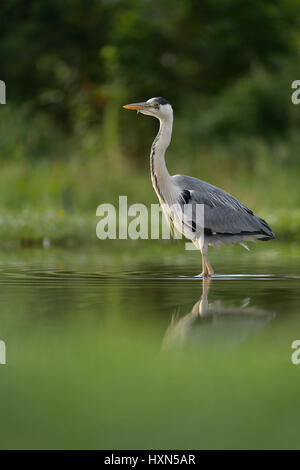 Héron cendré (Ardea cinerea) des profils de patauger dans des eaux peu profondes. L'Écosse. Juillet. Banque D'Images