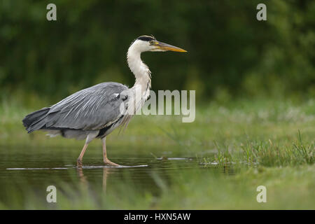 Héron cendré (Ardea cinerea) des profils de patauger dans des eaux peu profondes. L'Écosse. Juillet. Banque D'Images