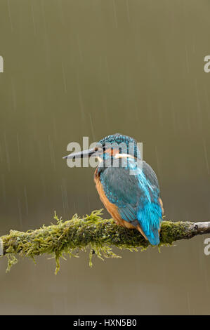 Kingfisher (Alcedo atthis commune) femelle adulte dans la douche à effet pluie. Worcestershire, Angleterre. Septembre. Banque D'Images