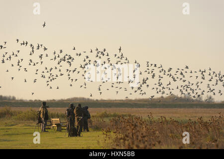 Les observateurs d'observer un troupeau de bécasseau maubèche (Calidris canutus) quitter high tide roost à Snettisham RSPB réserve, Norfolk, Angleterre. Novembre. Banque D'Images