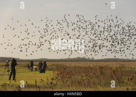 Les observateurs d'observer un troupeau de bécasseau maubèche (Calidris canutus) quitter high tide roost à Snettisham RSPB réserve, Norfolk, Angleterre. Novembre. Banque D'Images