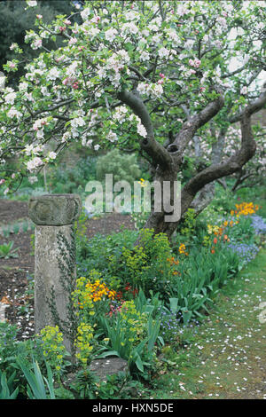 Jardin avec arbre en fleurs. Banque D'Images