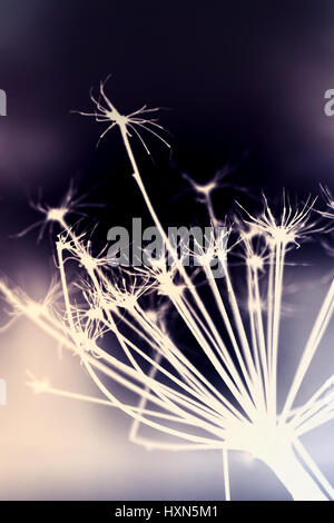 Heracleum sosnowskyi sec foncé fleur, silhouette inverse macro photo avec mise au point sélective et l'effet du filtre de correction tonale colorés Banque D'Images