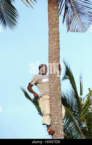 Zanzibar, Tanzanie - Février 18, 2008 : un jeune homme africain inconnu, l'âge approximatif de 25 à 30 ans a grimpé d'un palmier. Banque D'Images