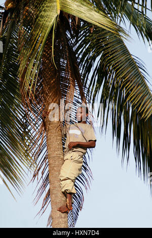 Zanzibar, Tanzanie - Février 18, 2008 : un jeune homme africain inconnu, l'âge approximatif de 25 à 30 ans a grimpé au sommet d'un palmier. Banque D'Images