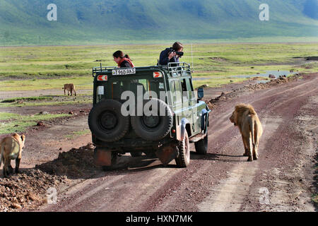 Ngorongoro Conservation Area , Tanzanie - Février 13, 2008 : les touristes de véhicule utilitaire, photographié lions sauvages en péril sur une jeep safari. Tour Banque D'Images